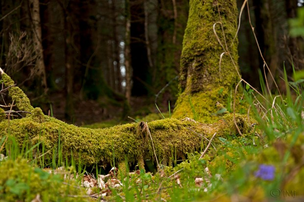 treshold_to_magic_world