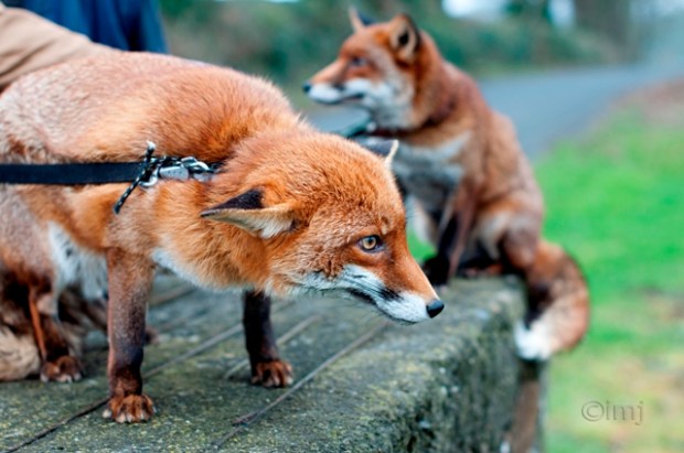 Pet_foxes