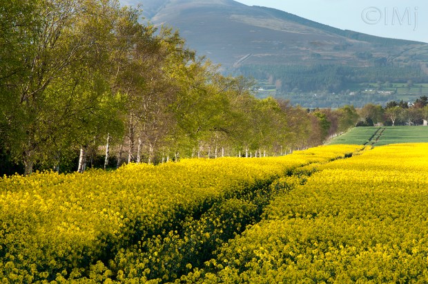 landscape_rapeflovers