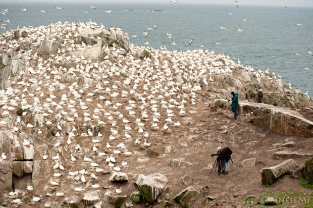gannet colony