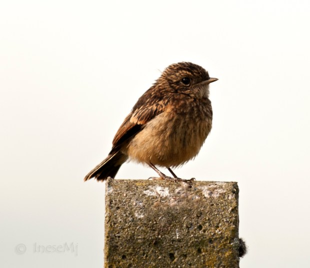 stonechat