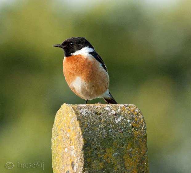 stonechat