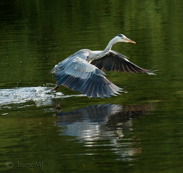 heron