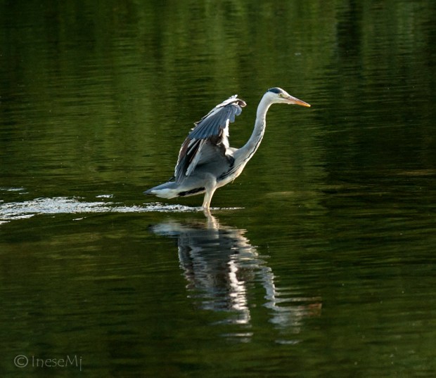 heron