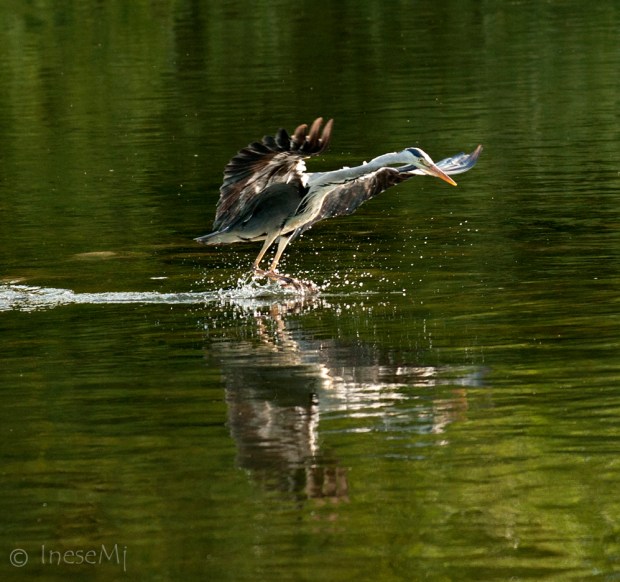 heron
