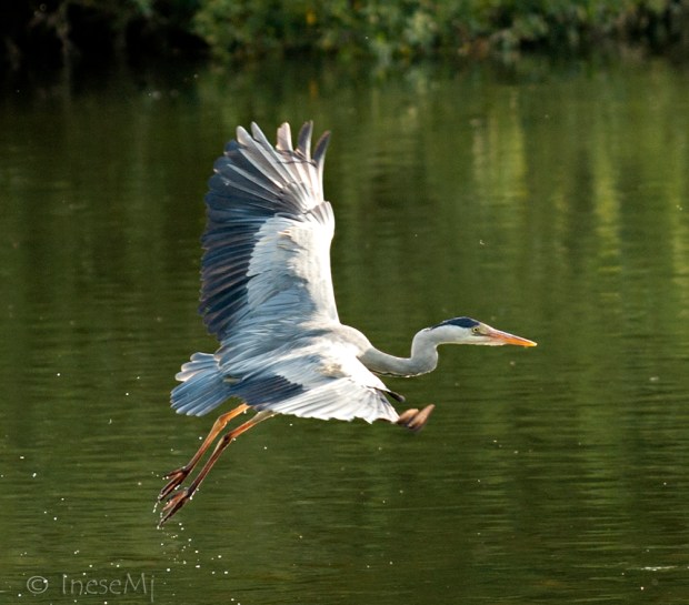 heron