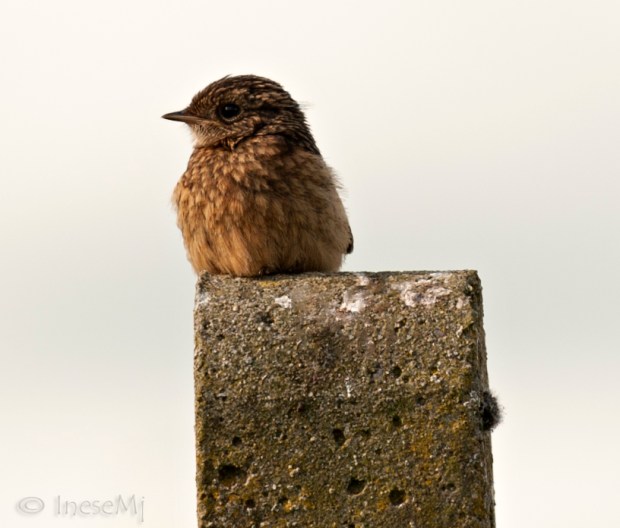 stonechat