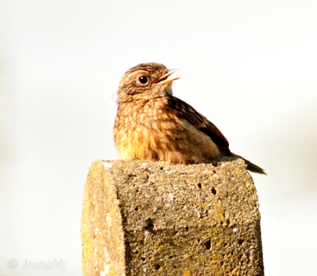 stonechat
