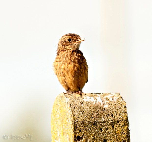 stonechat
