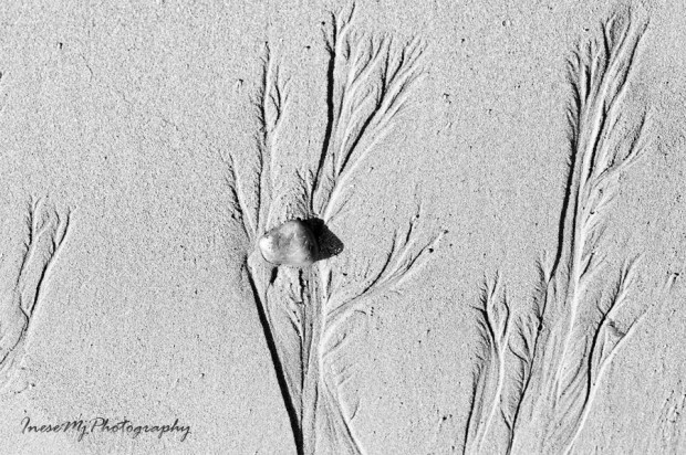 061 annestown tifferesmono