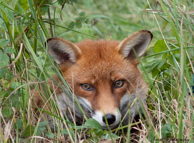 fox1 170
