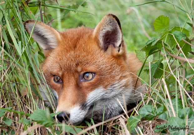 fox1 189