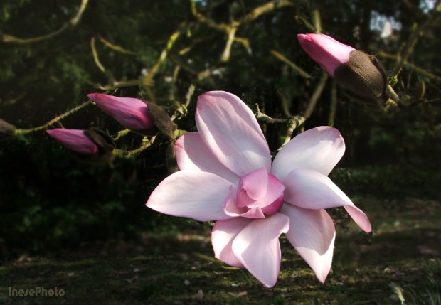 magnolia