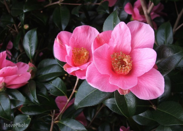 camelia