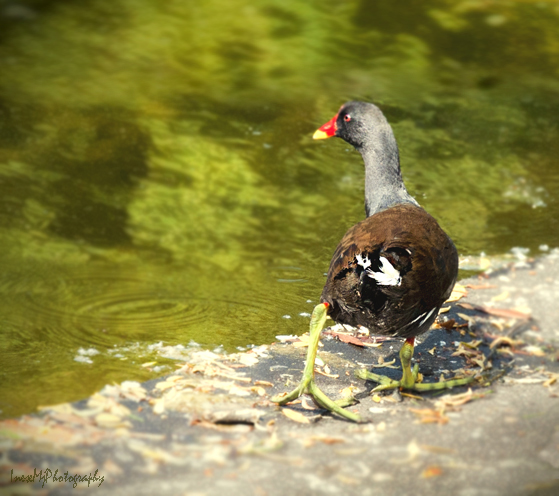 moorhen