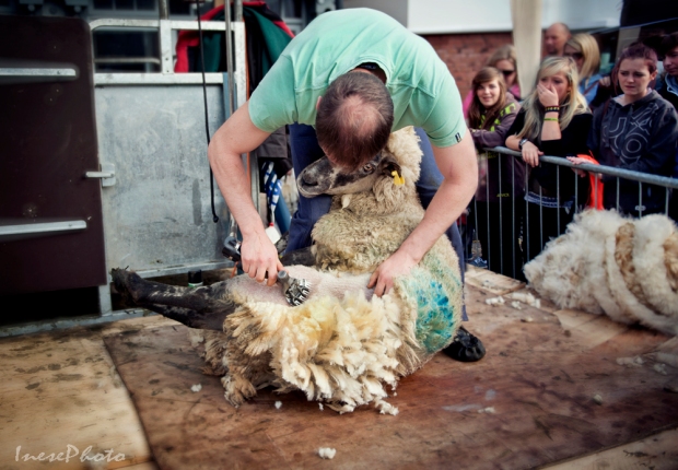 sheep_shearing