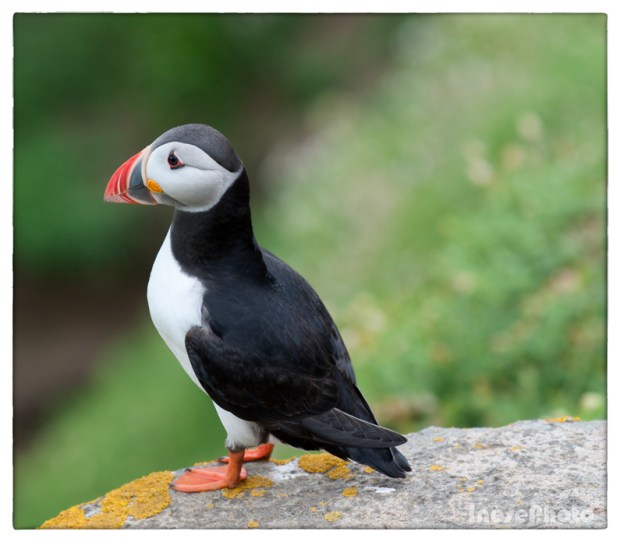 puffin