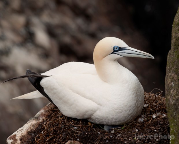 gannet