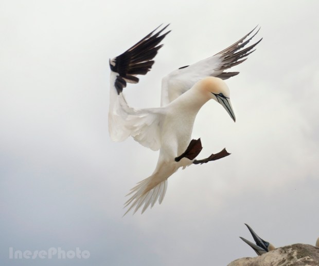 gannet