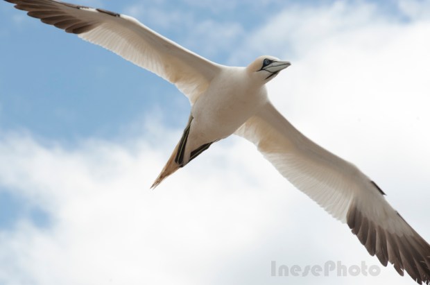 gannet
