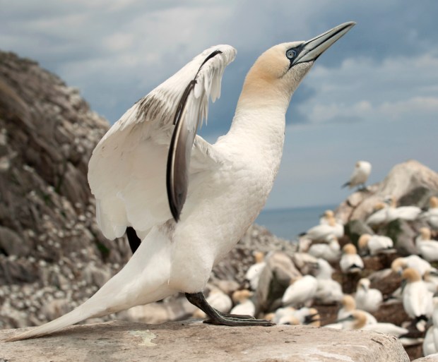 gannet