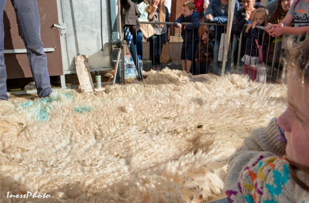 sheep_shearing