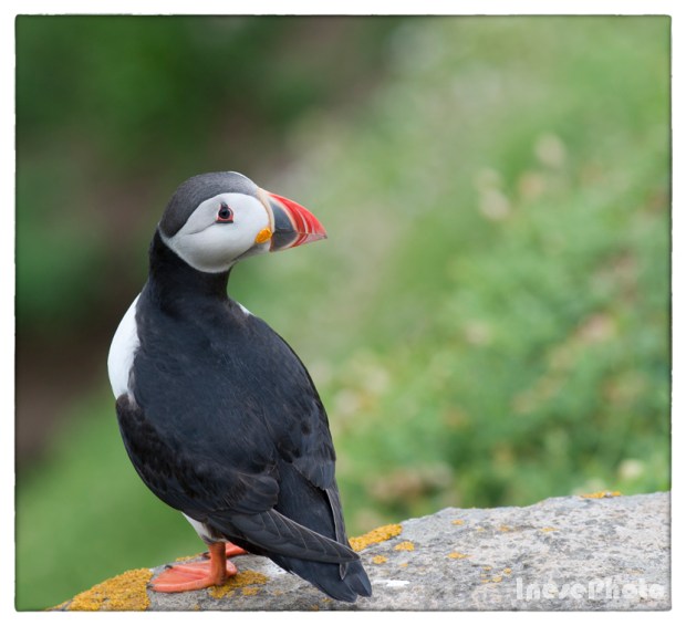 puffin