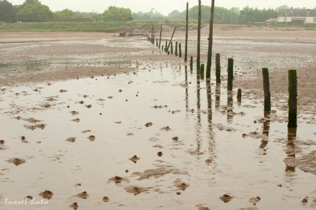 oyster farming