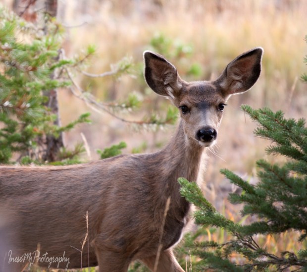 mule deer