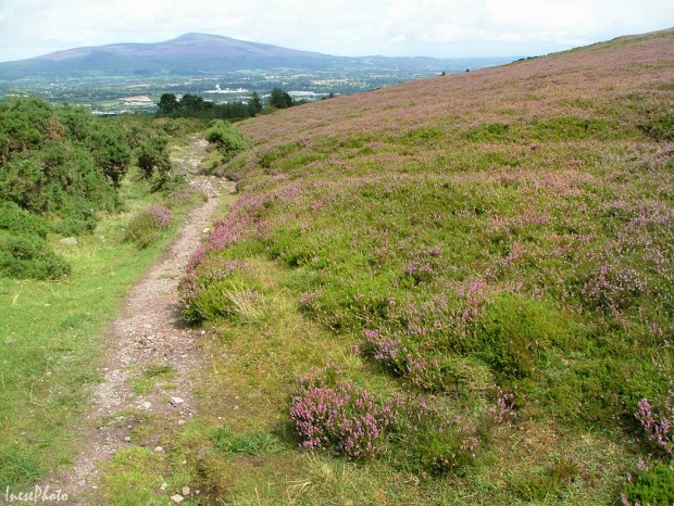 slievenamon