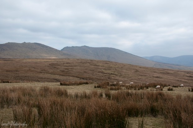 comeraghs