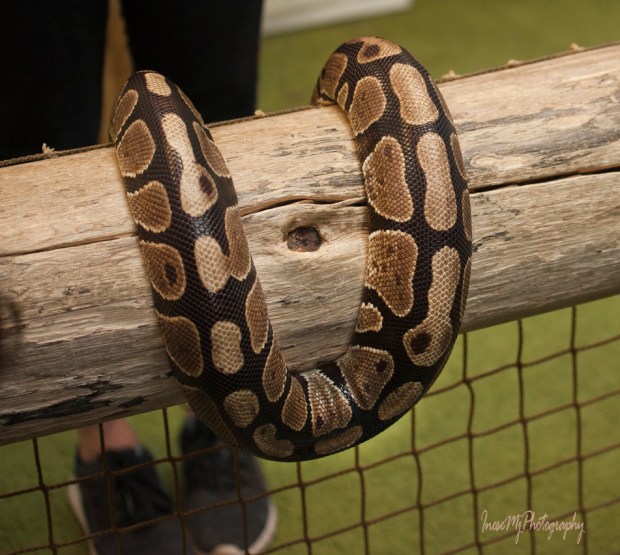 National Reptile Zoo