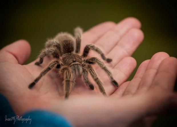 National Reptile Zoo