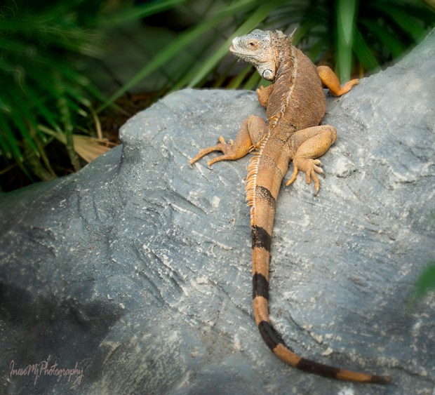 National Reptile Zoo