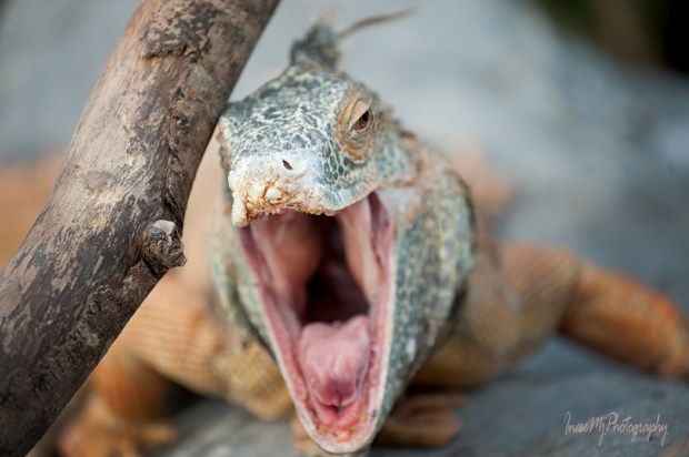 National Reptile Zoo