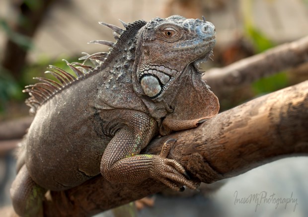 National Reptile Zoo
