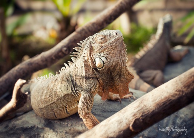 National Reptile Zoo