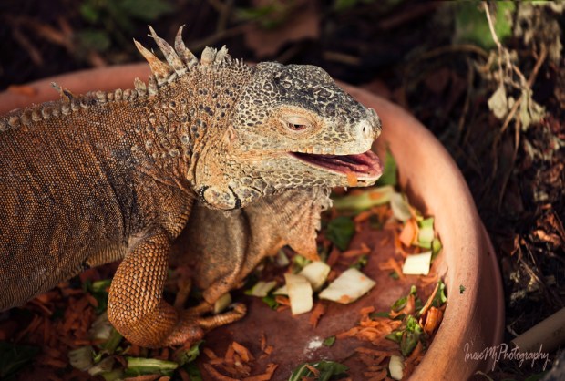 National Reptile Zoo