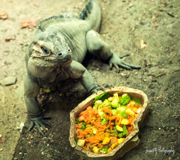 National Reptile Zoo