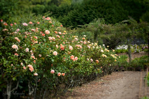Mount Congreve Gardens