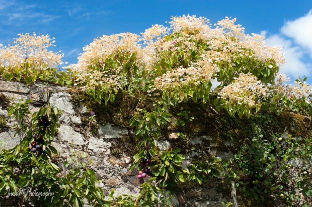 Mount Congreve Gardens
