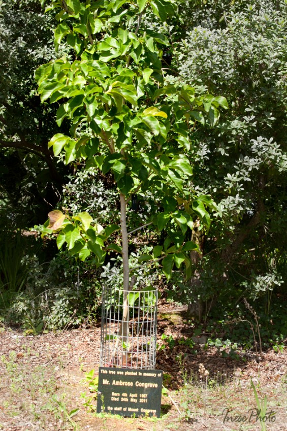 Mount Congreve Gardens