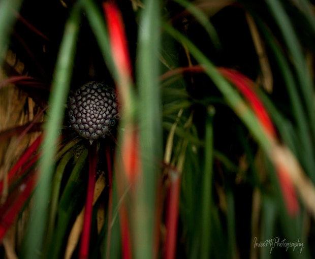 mount congreve gardens