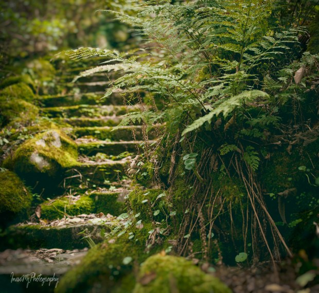 mount congreve gardens