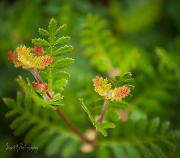 mount congreve gardens