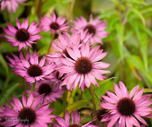 mount congreve gardens