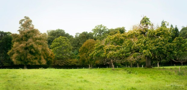 mount congreve gardens